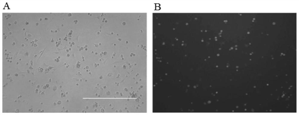 Gene-deleted attenuated African swine fever virus strain and application thereof