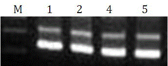 Human body BMR (Basal Metabolic Rate) detection kit and calculation method