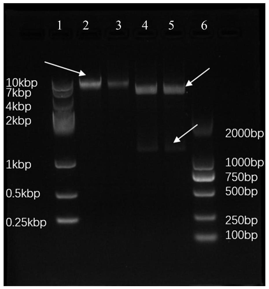 Mycobacterium tuberculosis recombinant fusion protein eecc and its preparation method and application