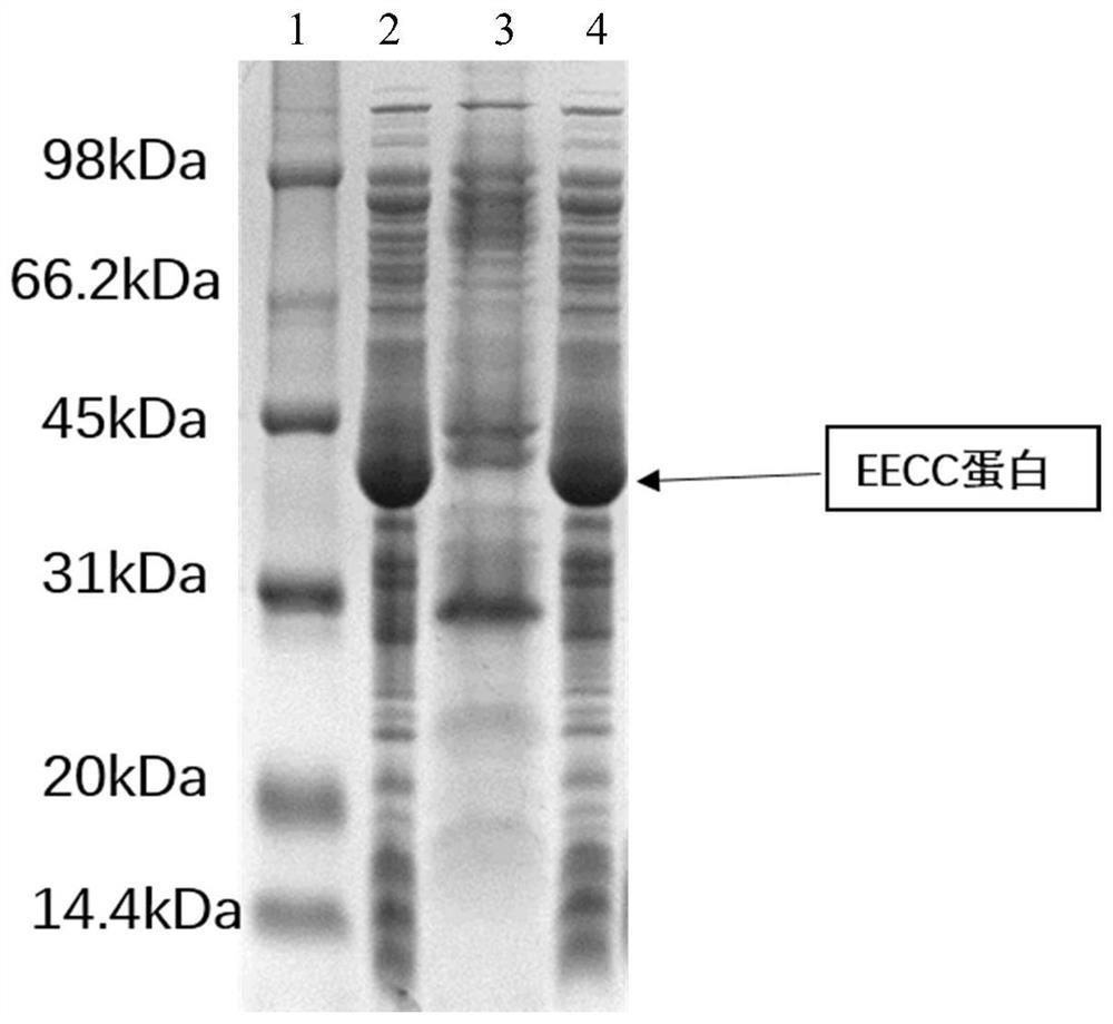 Mycobacterium tuberculosis recombinant fusion protein eecc and its preparation method and application