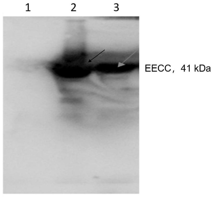 Mycobacterium tuberculosis recombinant fusion protein eecc and its preparation method and application