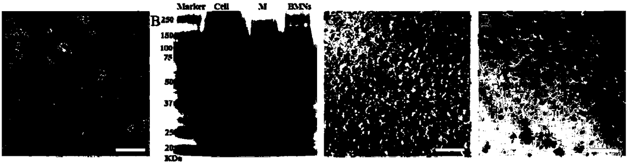 Magnetic nanoparticle and immunomagnetic nanoparticle with cell-like structure as well as preparation method and application thereof