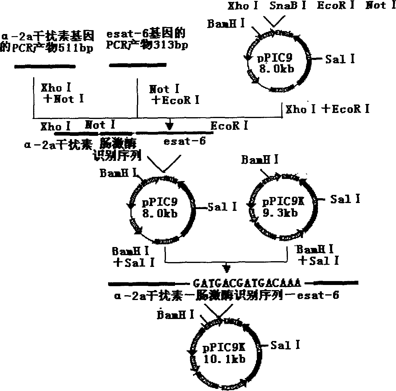 Fusion expression method of mycobacterium tuberculosis ESAT-6 protein in pichia