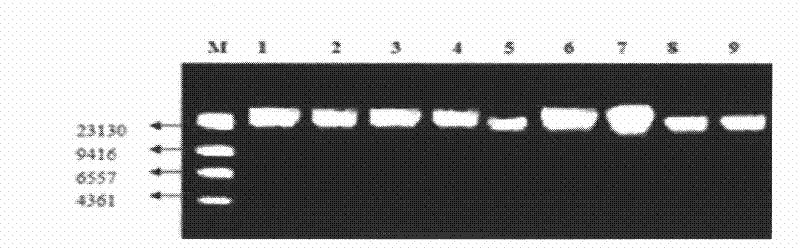 Method for extracting total DNAs of soil microorganisms through PVP pretreatment