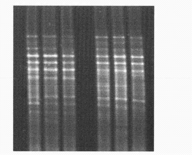 Method for extracting total DNAs of soil microorganisms through PVP pretreatment