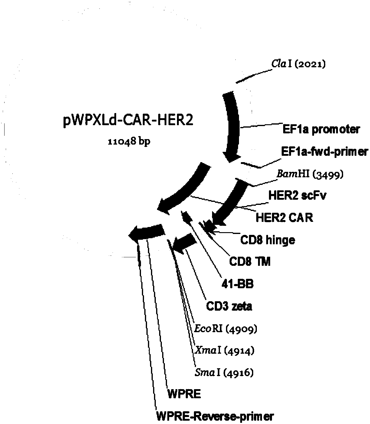 Targeting antitumor T cell as well as preparation method and application thereof