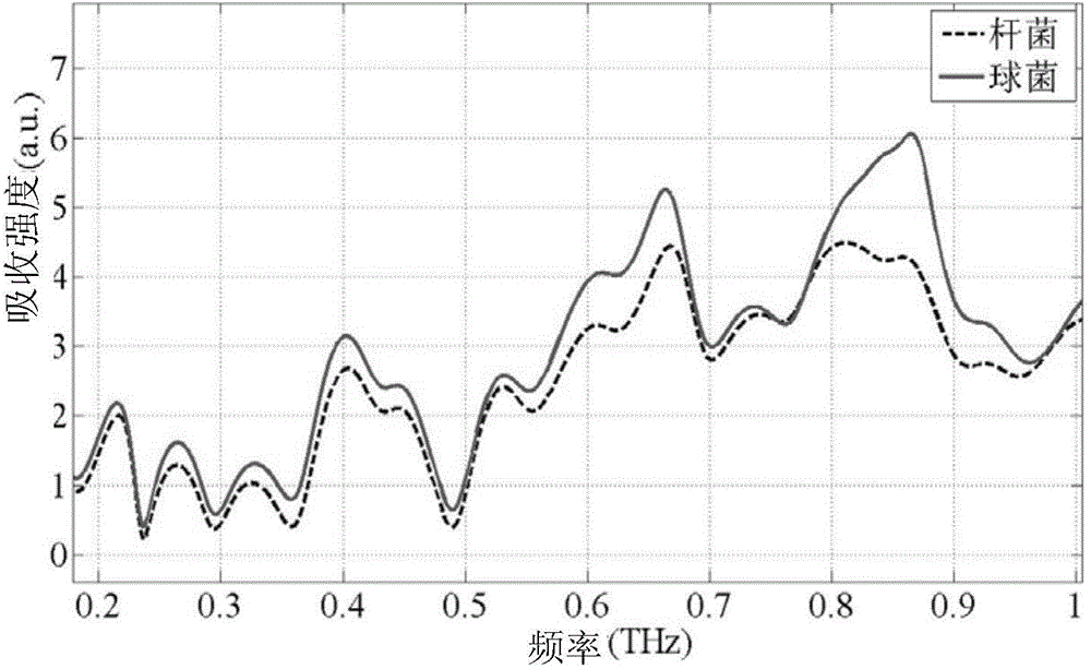 Method for establishing pathogenic bacterium fingerprint by using Terahertz waves