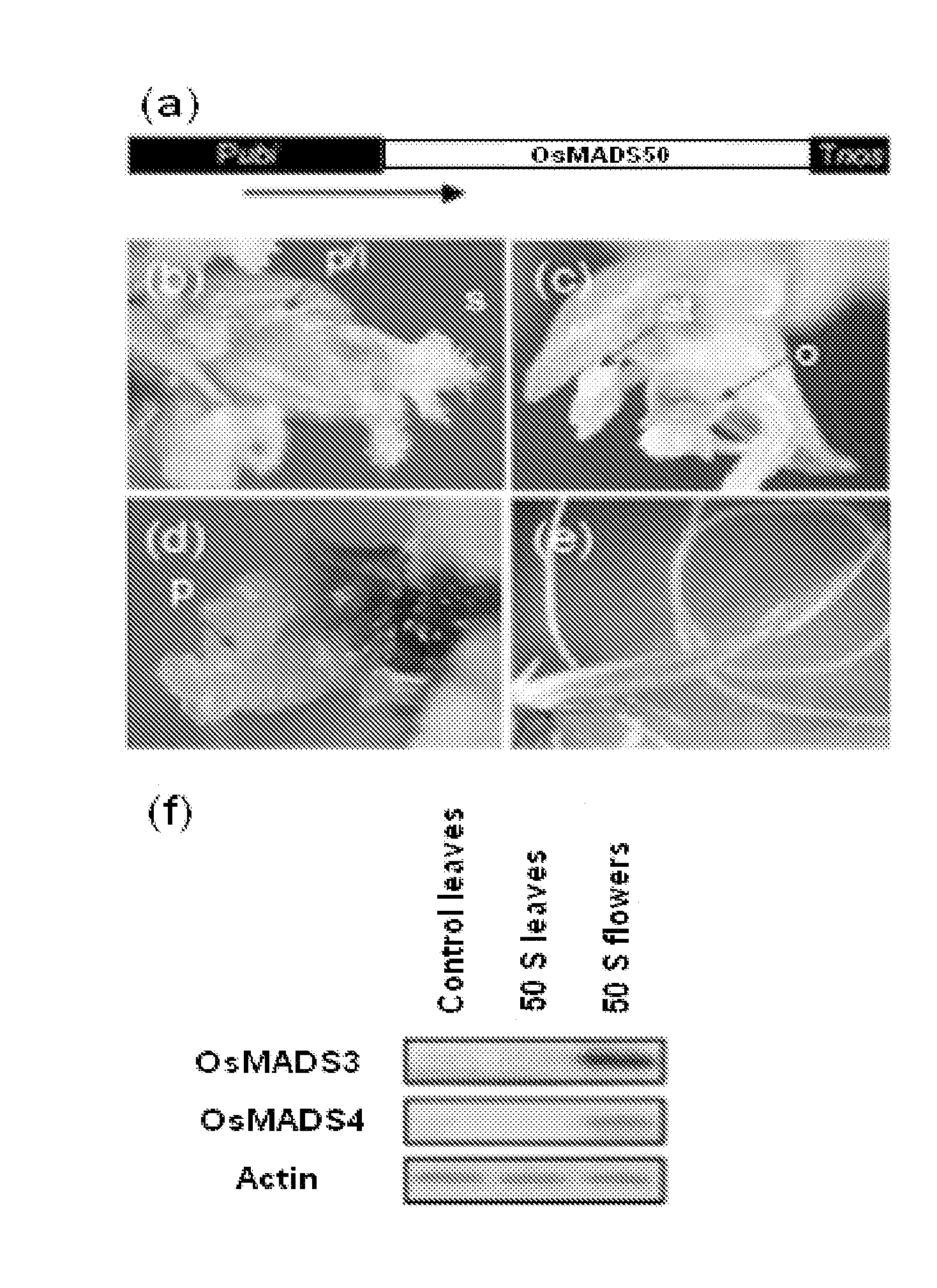 Regulator for flowering time, transgenic plant transformed with the same, and method for regulating flowering time