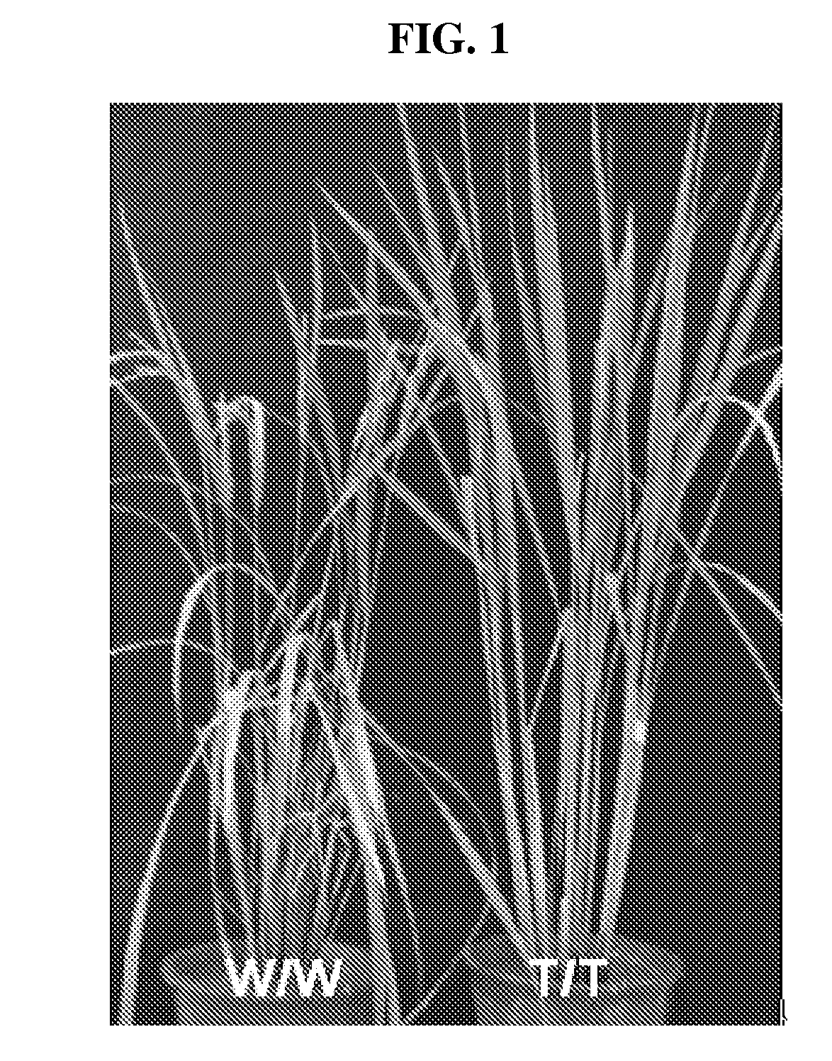 Regulator for flowering time, transgenic plant transformed with the same, and method for regulating flowering time