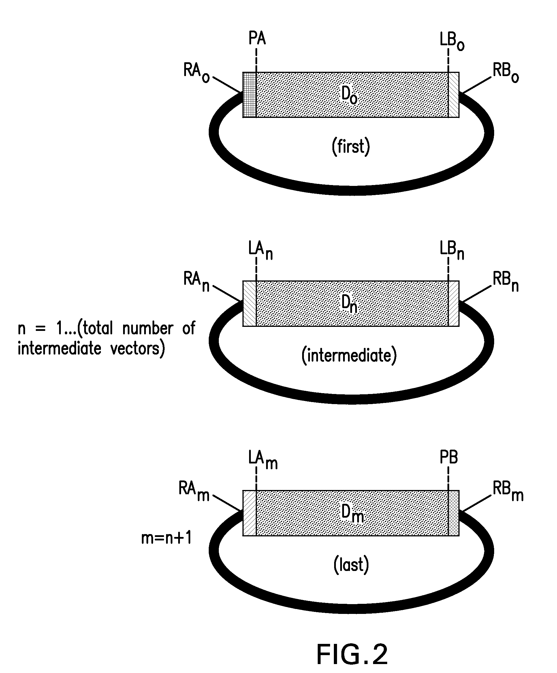 Compositions and methods for the assembly of polynucleotides