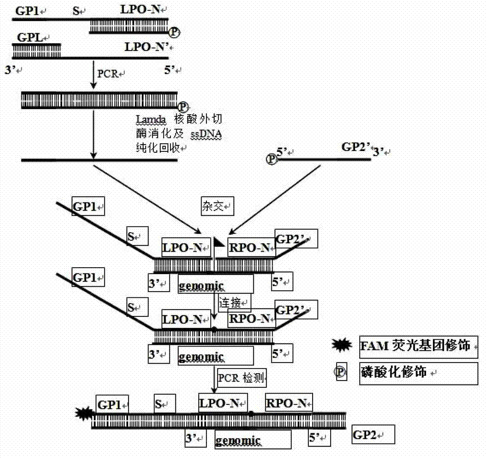 A kind of detection method of Streptococcus pneumoniae serotype