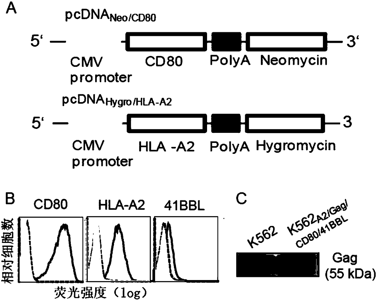 T cell vaccine constructed by secretory component of gene engineering-based aAPC (artificial Antigen Presenting Cell) as well as preparation method and application thereof