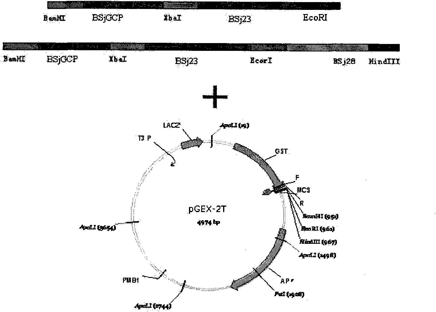 Schistosoma japonicum recombinant multi-epitope antigens, method for expressing and purifying same and application thereof