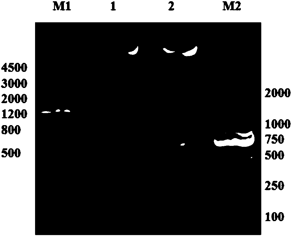 Chimeric antigen receptor, gene thereof and recombinant expression vector of gene as well as CARMSLN-NKT cell and preparation method and application of CARMSLN-NKT cell