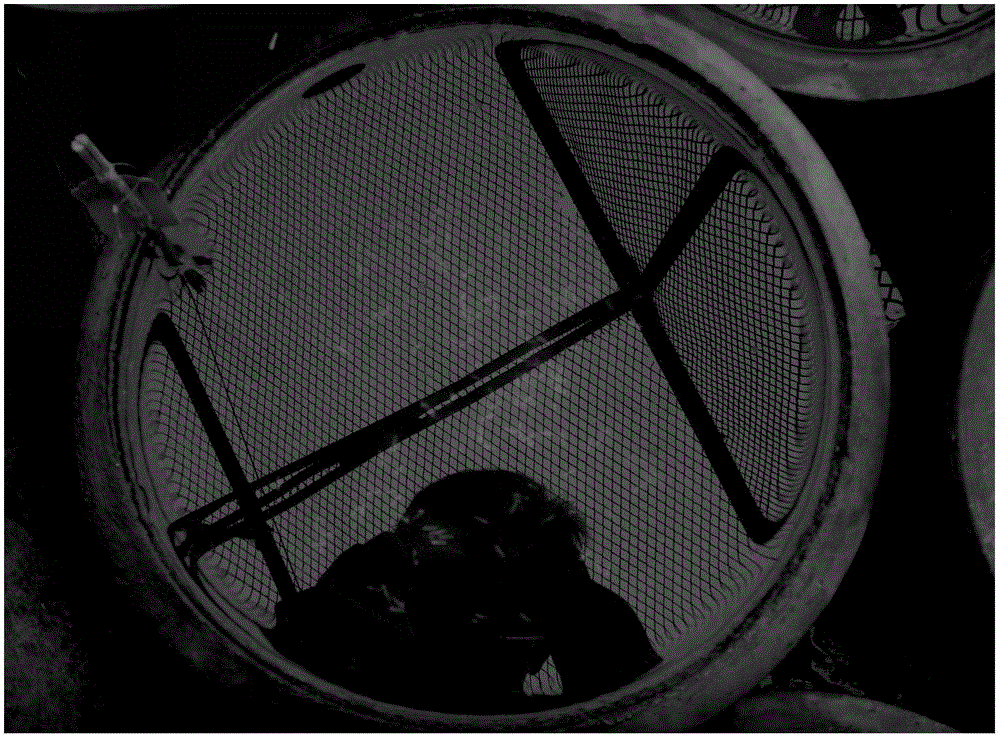 Method for identifying hypoxia tolerance and flooding tolerance of rice