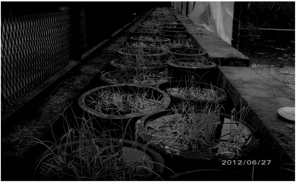 Method for identifying hypoxia tolerance and flooding tolerance of rice