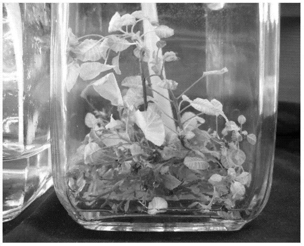 Culture method for rapid propagation of cotinus coggygria 'royal purple'