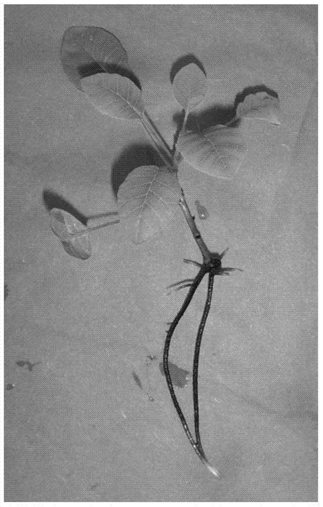 Culture method for rapid propagation of cotinus coggygria 'royal purple'