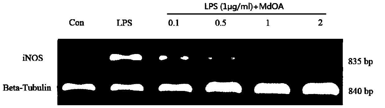 Application of marine-derived oligoguluronic acid