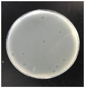 Phage vb_yen_x1 and its application in the prevention and treatment of Yersinia pestis infection