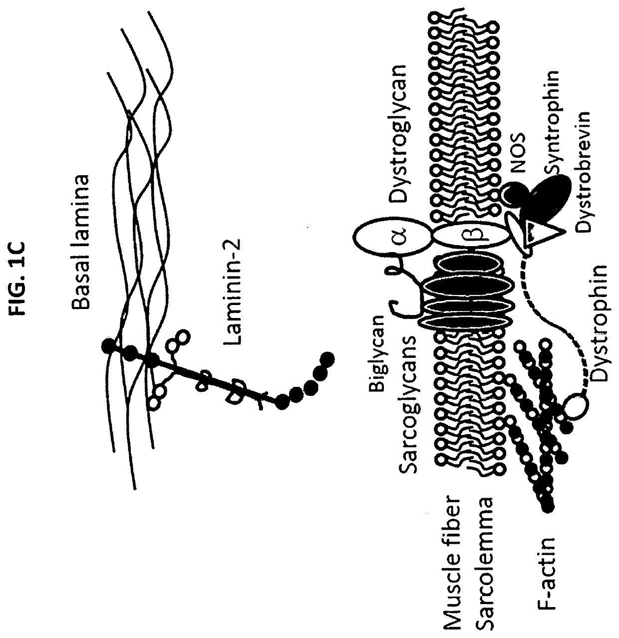 Multispecific binding molecules having specificity to dystroglycan and laminin-2