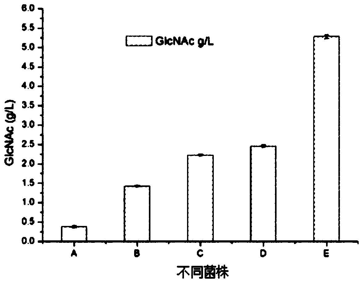 Genetically engineered bacterium for synthesizing N-acetylglucosamine and application of genetically engineered bacterium