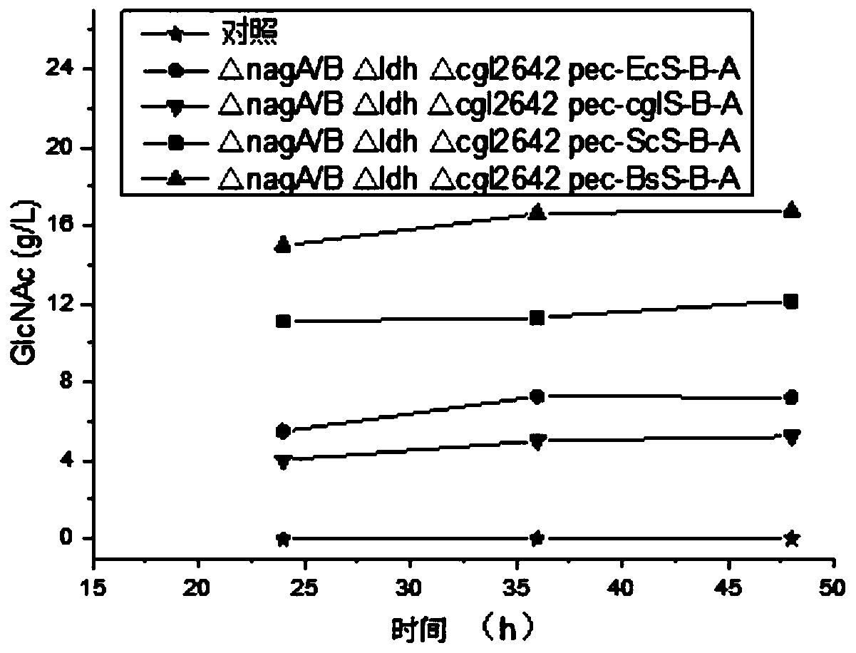 Genetically engineered bacterium for synthesizing N-acetylglucosamine and application of genetically engineered bacterium