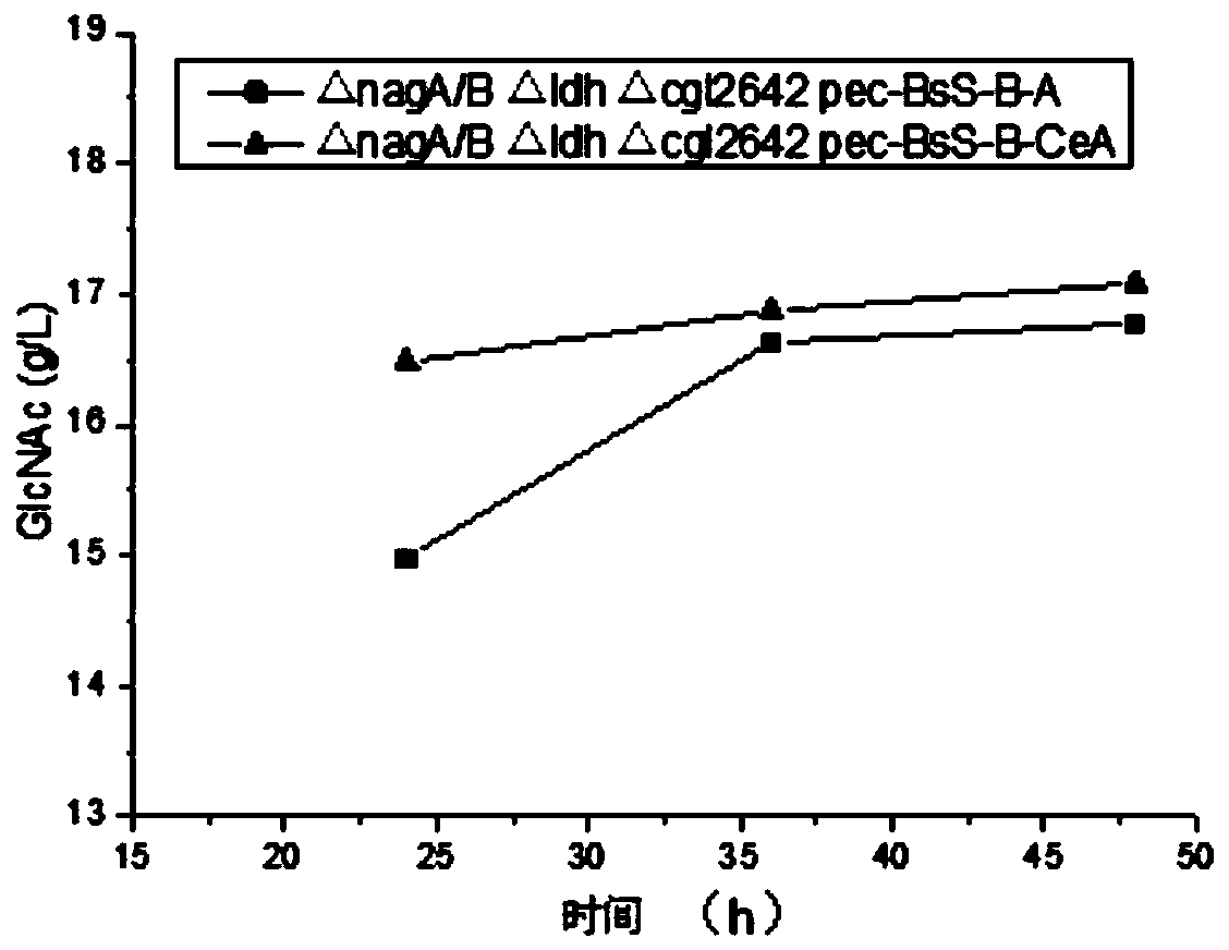 Genetically engineered bacterium for synthesizing N-acetylglucosamine and application of genetically engineered bacterium