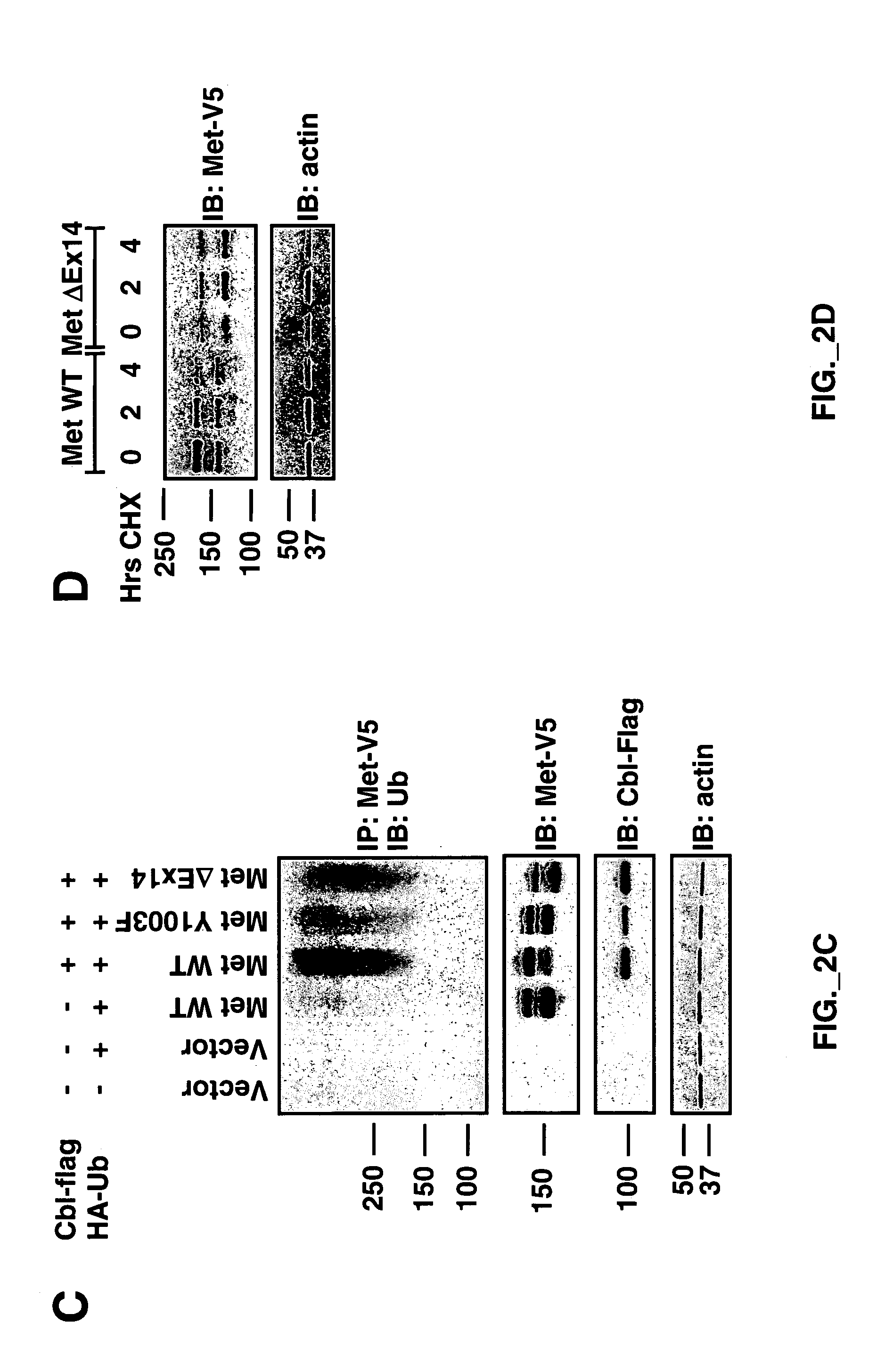 Methods and compositions for modulating hyperstabilized c-met