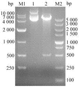 Preparation method of bacteriophage lyase capable of lysing escherichia coli and salmonella