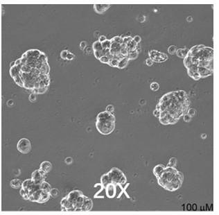 Culture method of in-vitro substance used for scientific research experiments