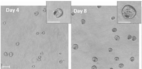 Culture method of in-vitro substance used for scientific research experiments