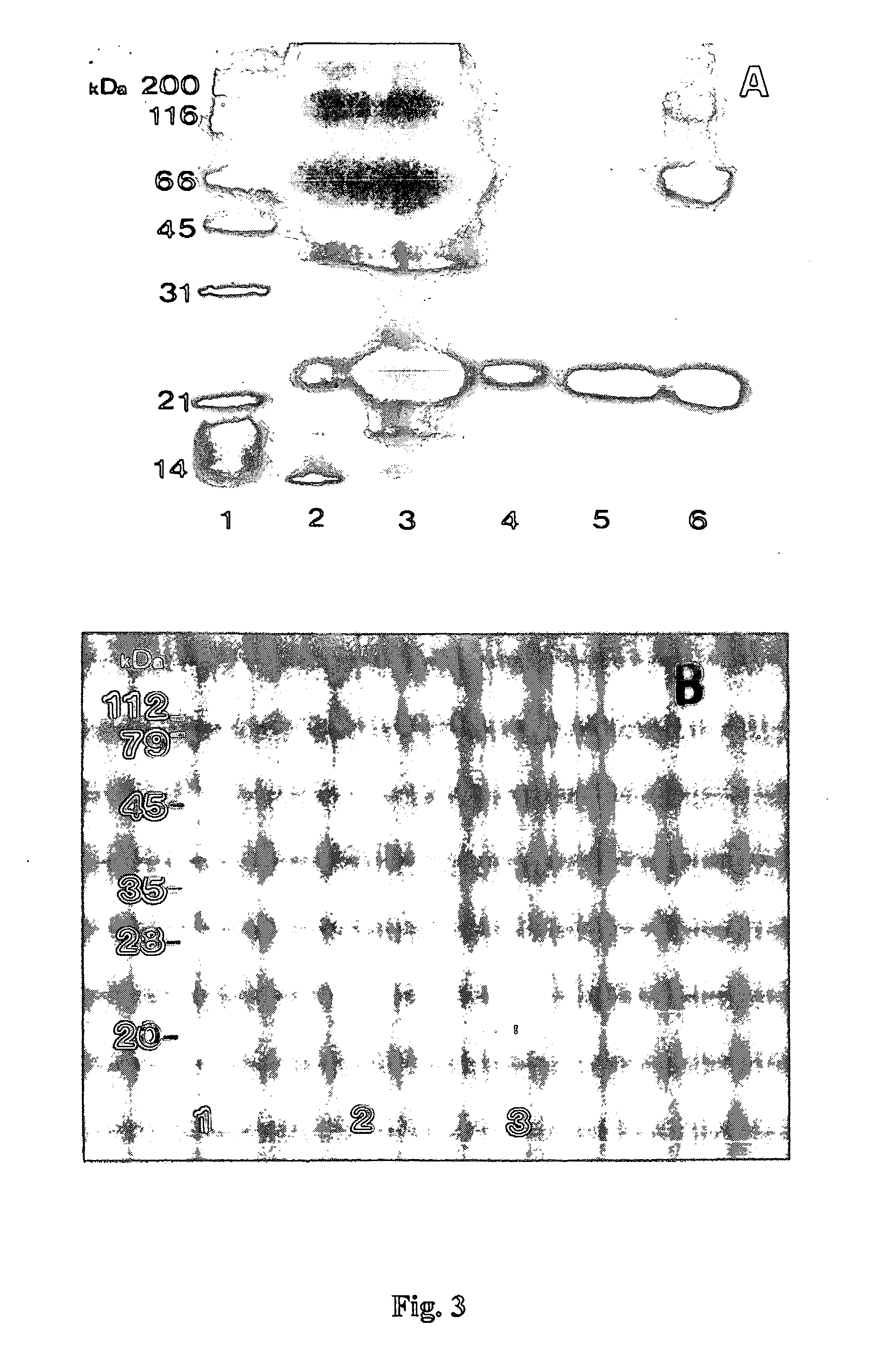 Novel therapeutic and prophylactic agents and methods of using the same