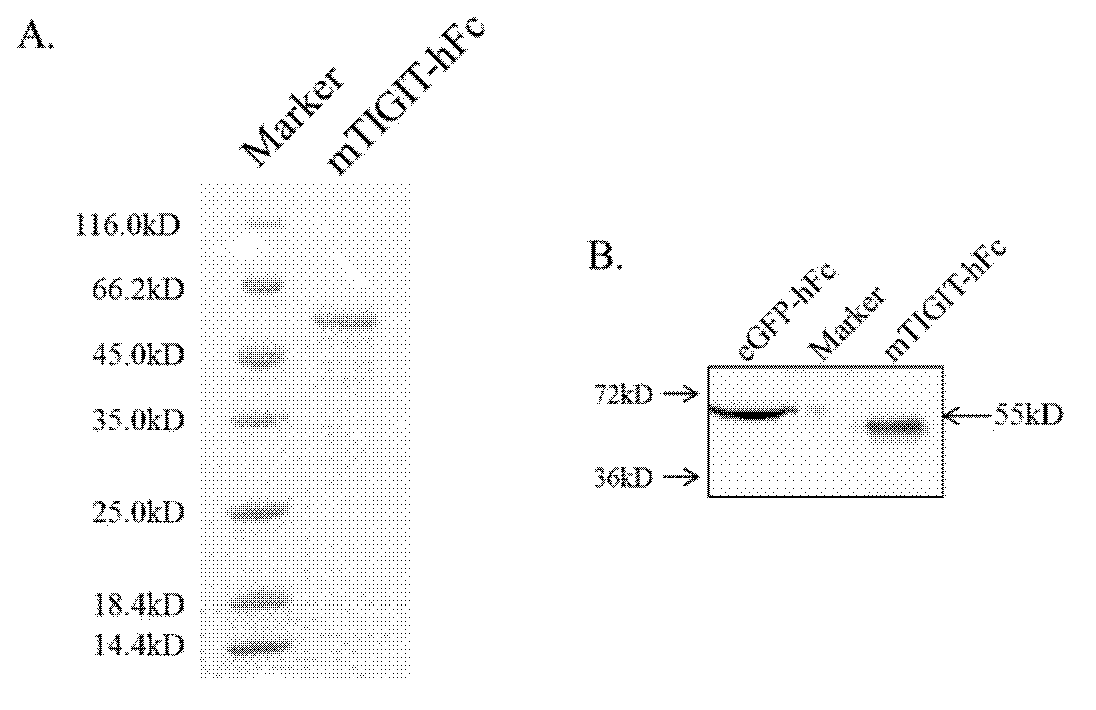 Specific anti-mouse TIGIT monoclonal antibody and preparation method, identification and application thereof