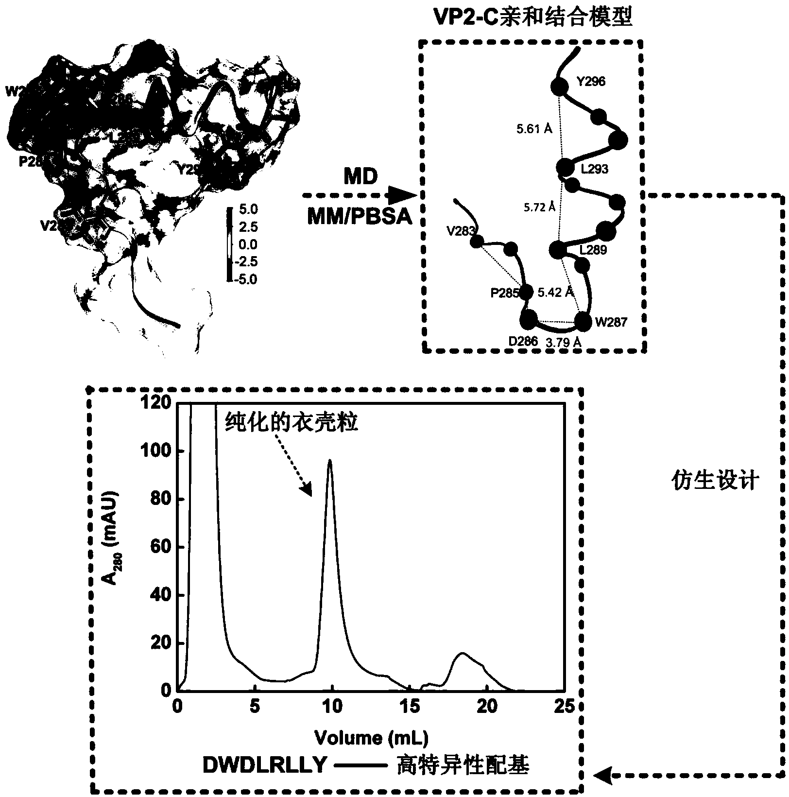 Novel affinity peptide ligand of murine polyoma capsomere as well as designing and screening method thereof