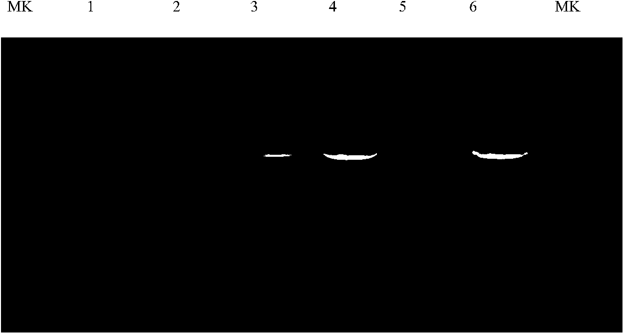 DNA barcode based premier for identifying dinodon rufozonatum, PCR-RFLP method, and kit