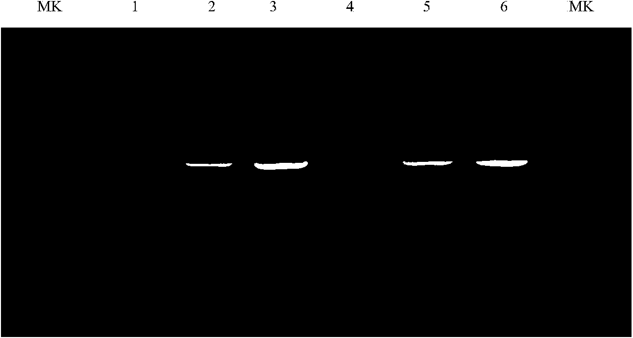 DNA barcode based premier for identifying dinodon rufozonatum, PCR-RFLP method, and kit