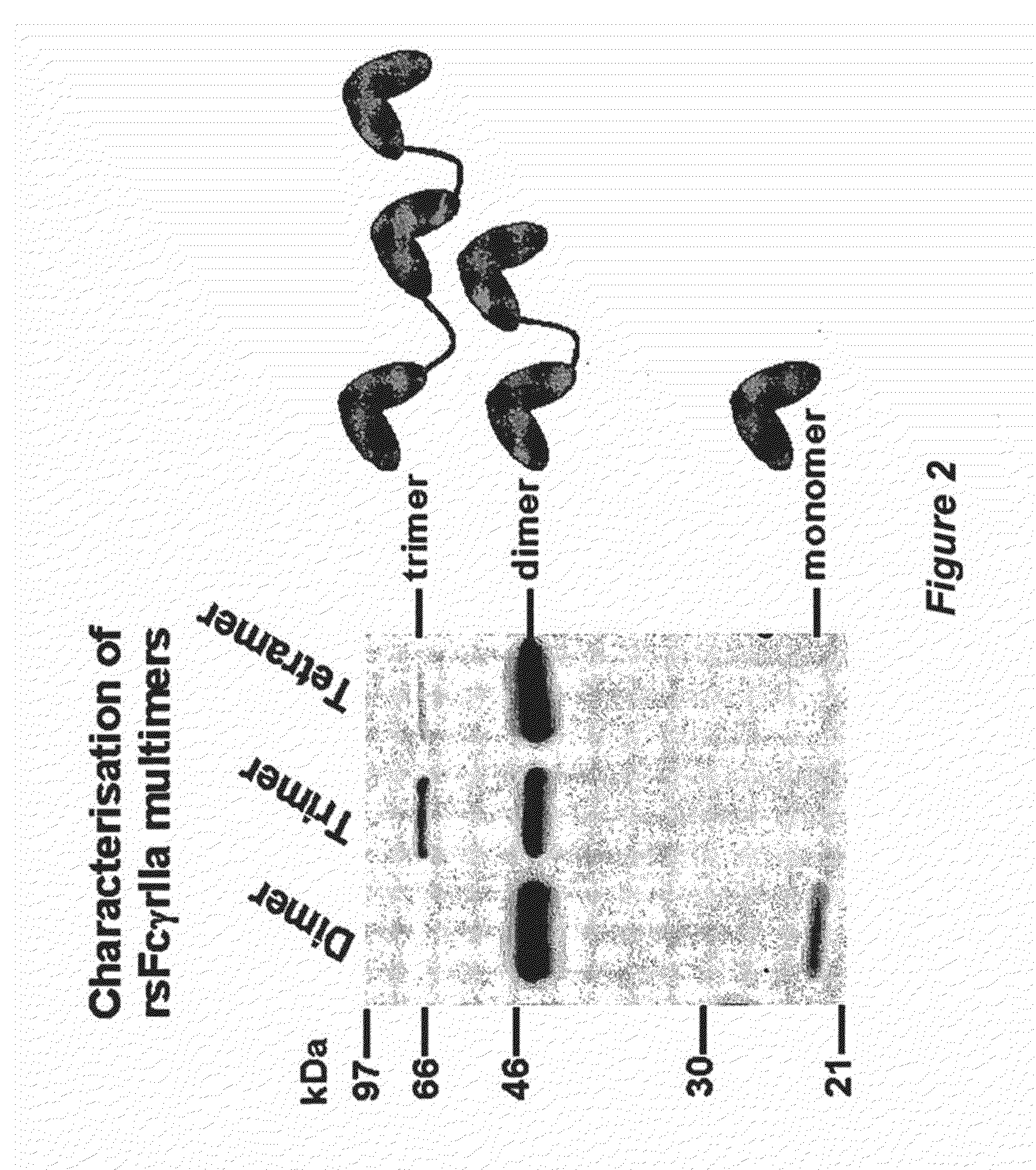 MULTIMERIC Fc RECEPTOR POLYPEPTIDES INCLUDING A MODIFIED Fc DOMAIN