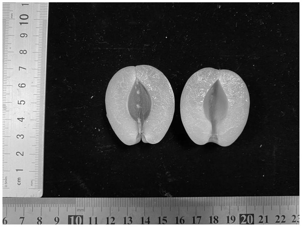 Cultivation method of big-fruit oil apricots