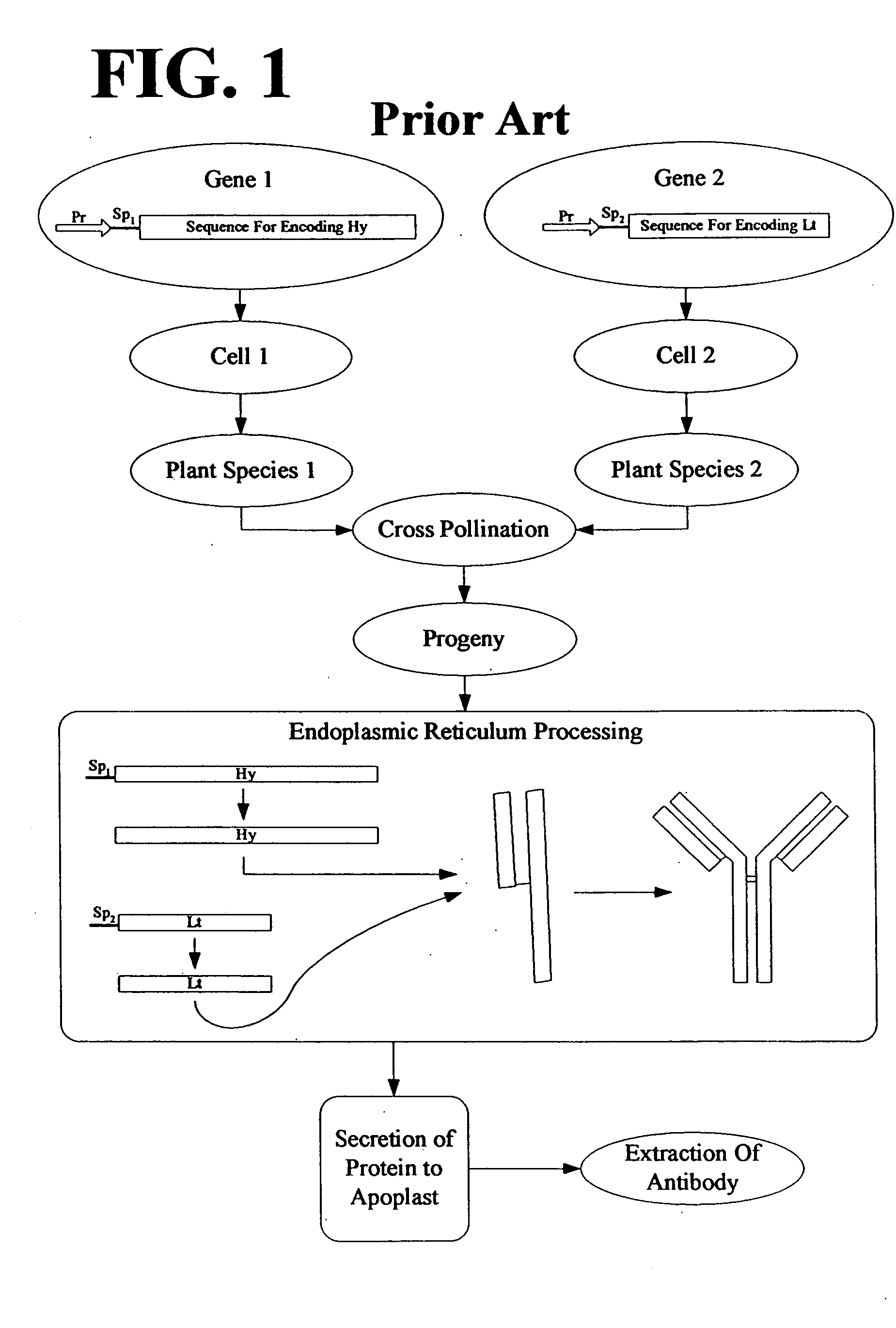 Multimeric protein engineering