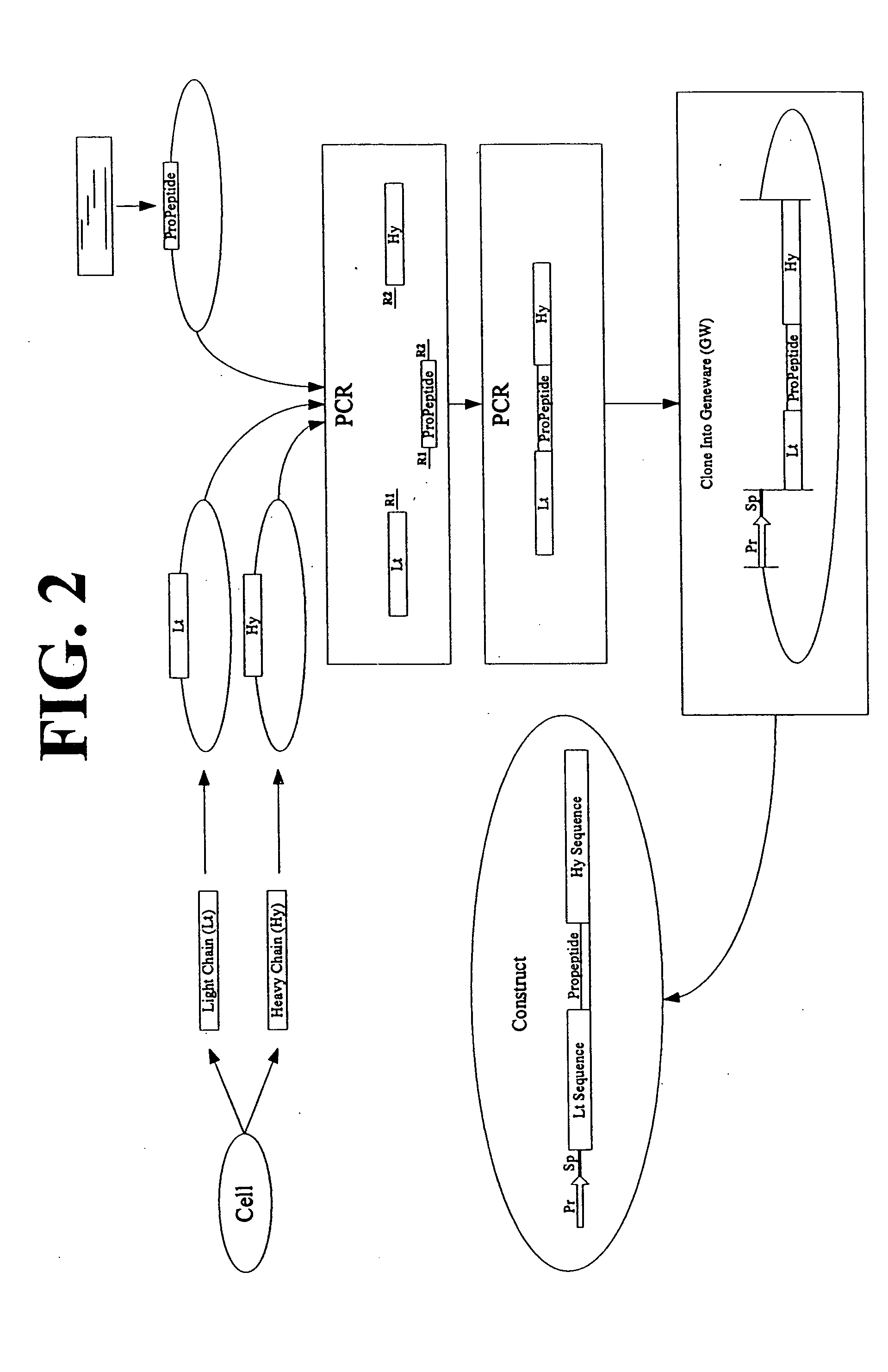 Multimeric protein engineering