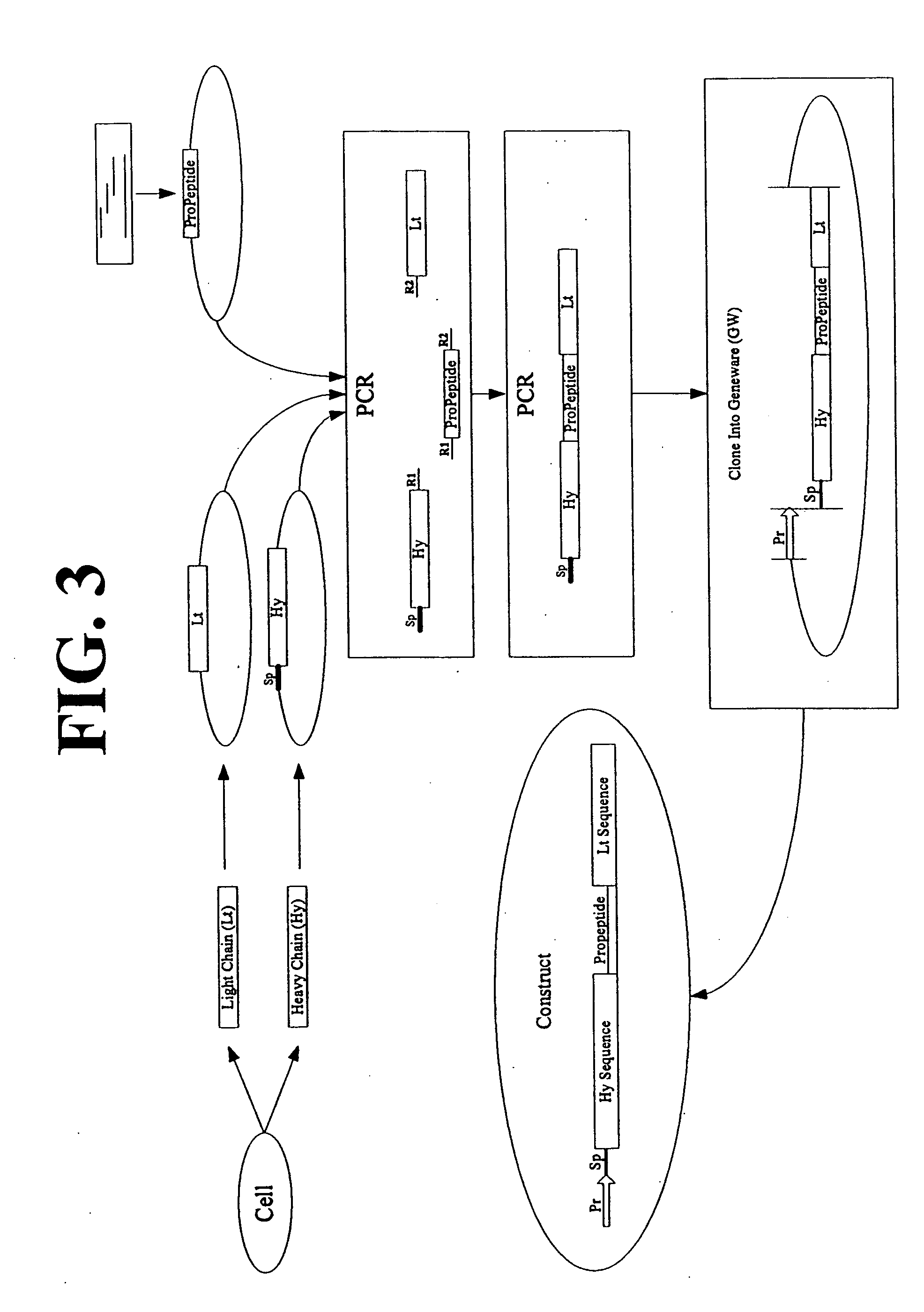 Multimeric protein engineering