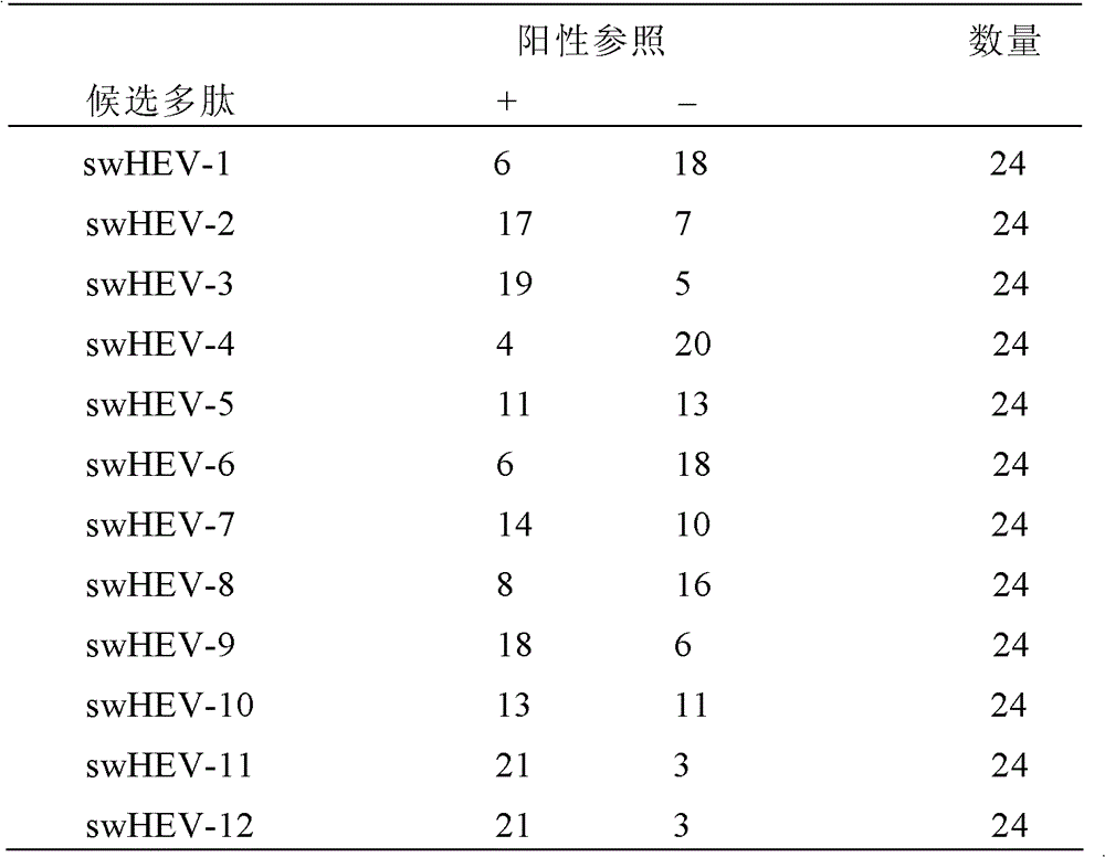 Swine hepatitis E virus antigen epitope and application thereof