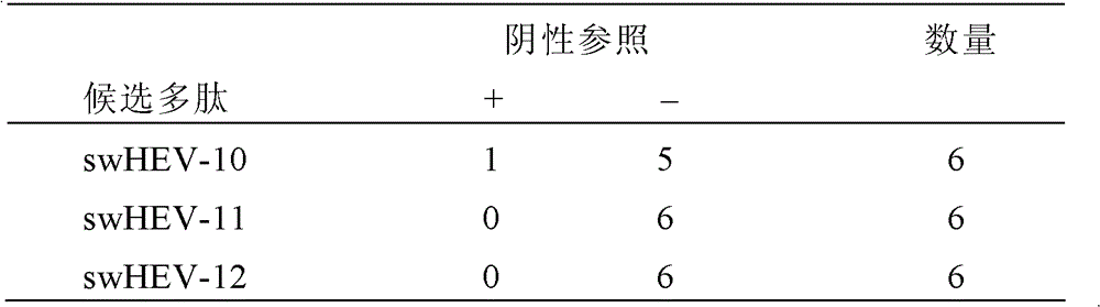 Swine hepatitis E virus antigen epitope and application thereof