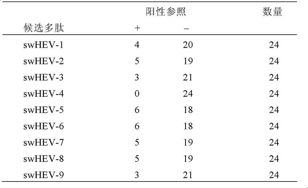 Swine hepatitis E virus antigen epitope and application thereof