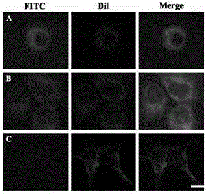 Polypeptide specifically bound on surface of hepatoma carcinoma cell