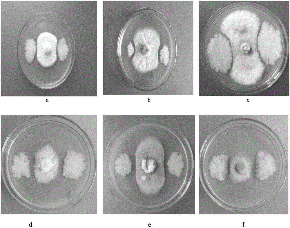 Application and preparation of bacillus amyloliquefaciens subsp. plantarum and bacterial agent thereof