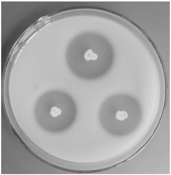 Application and preparation of bacillus amyloliquefaciens subsp. plantarum and bacterial agent thereof