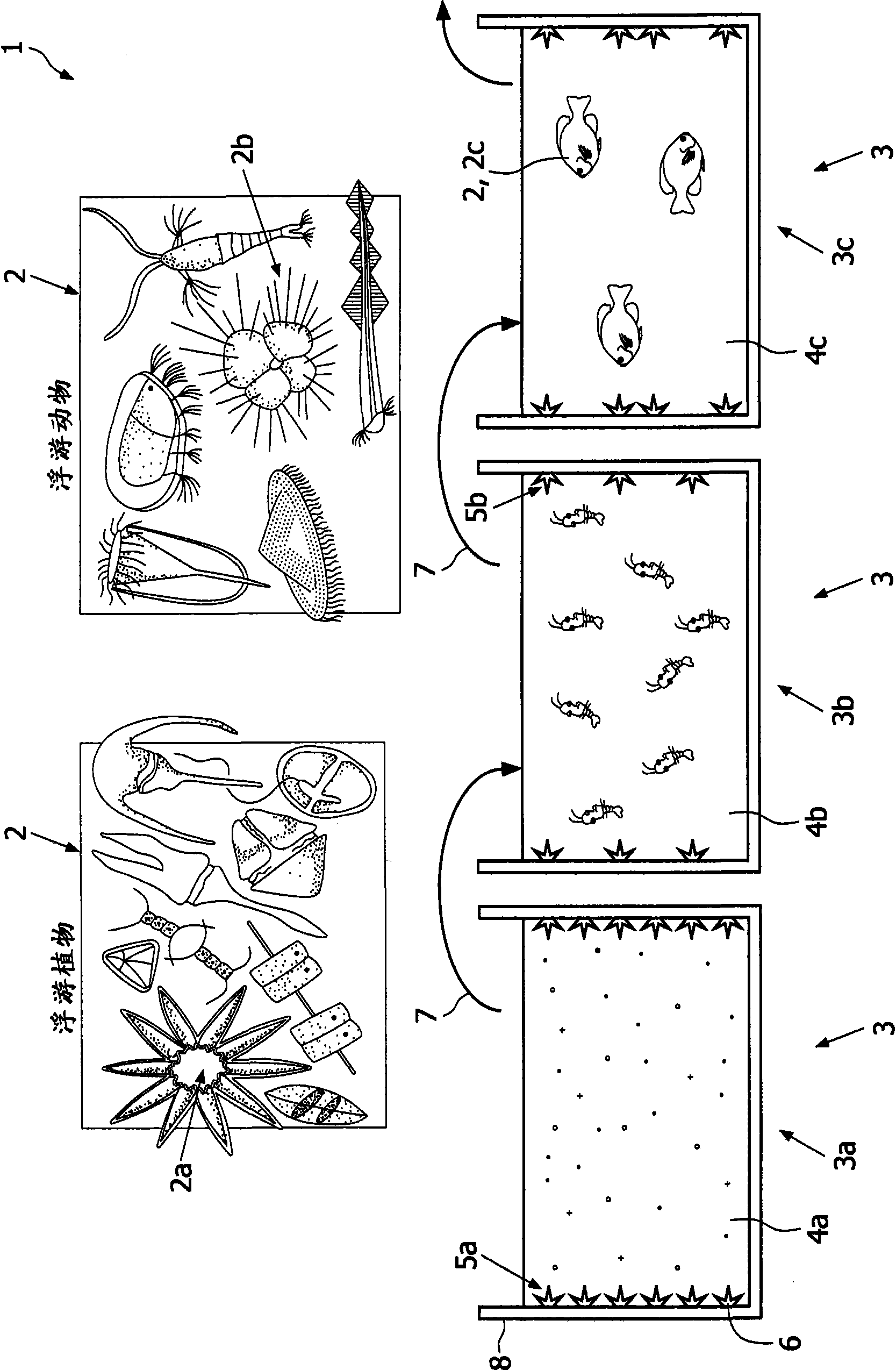 Bioreactor apparatus, bioreactor system, and method for growing light energy dependant biological species