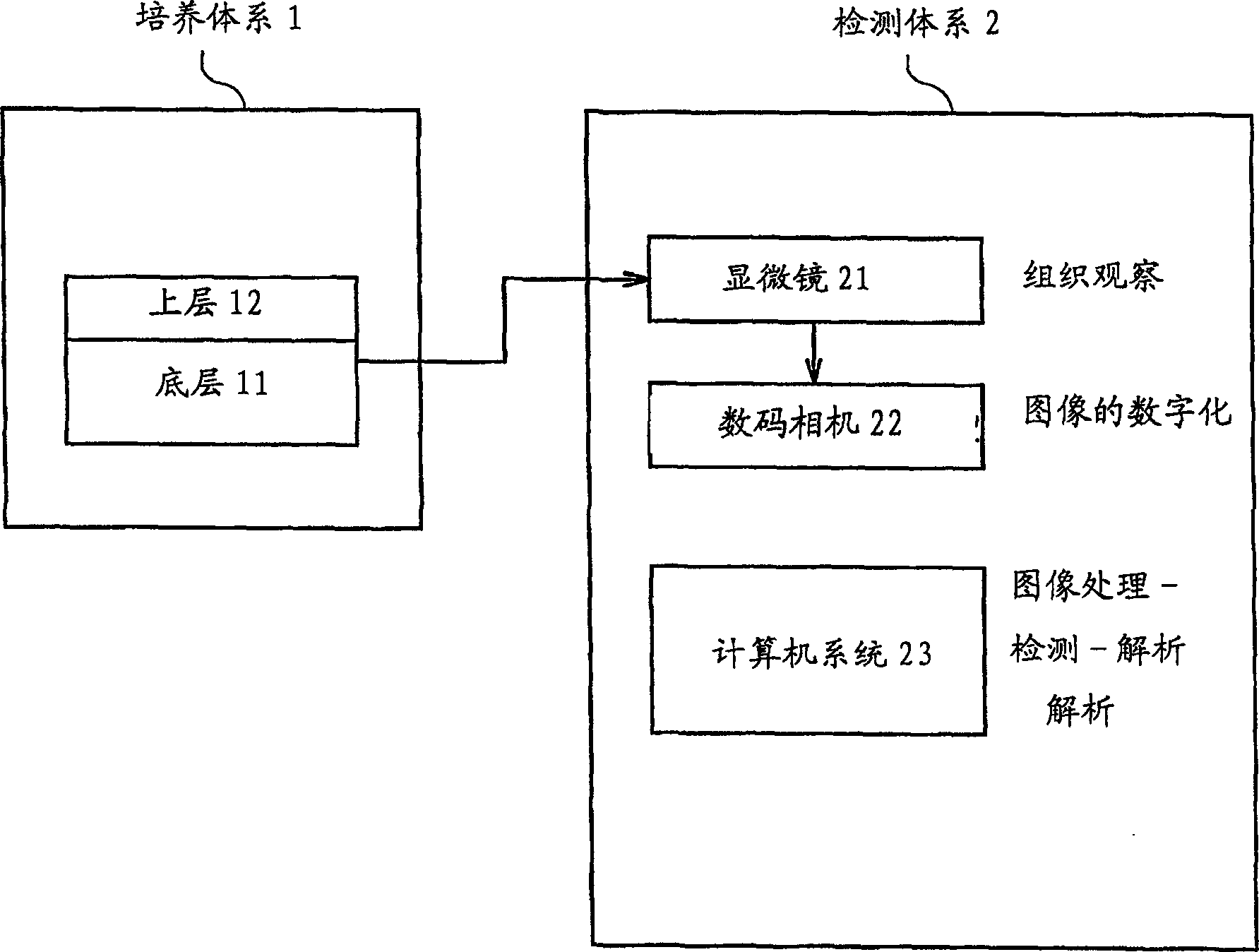 Culture system, detection and analysis system and detection method for cancer cell colonies